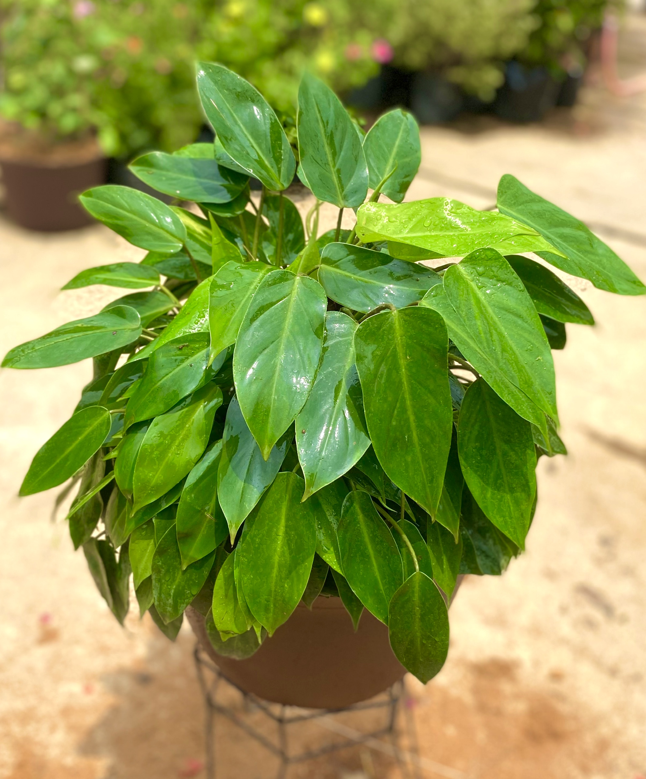 Chậu cây trầu bà Tỷ Phú trang trí văn phòng