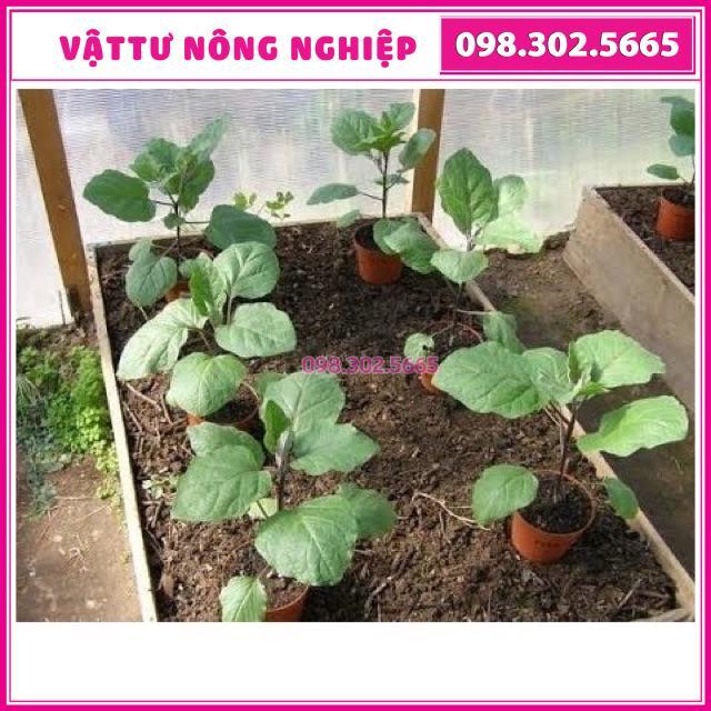 Cà pháo xanh cao sản gói 2gr và 5gr