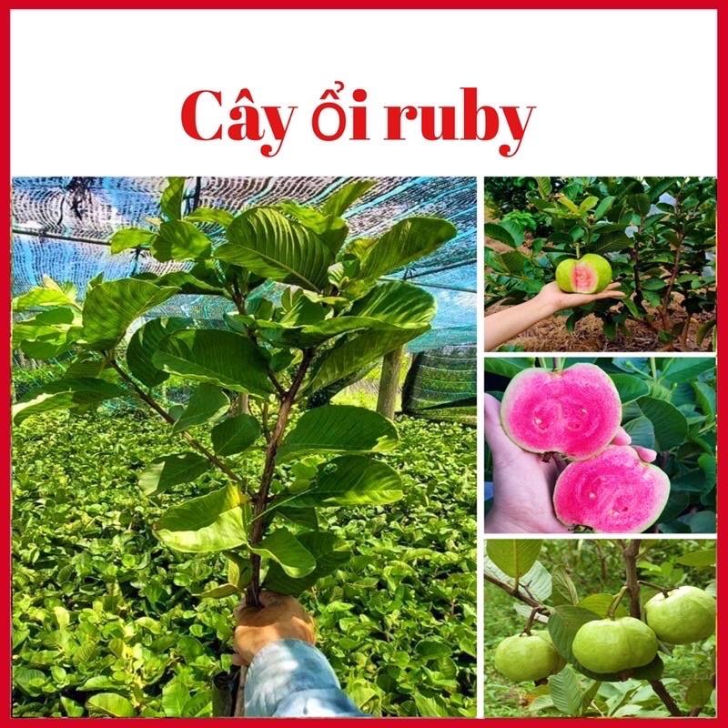 Combo 4 cây giống