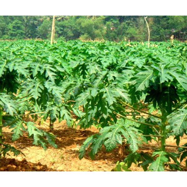 Cây giống Đu Đủ Thái Lan siêu sớm. .