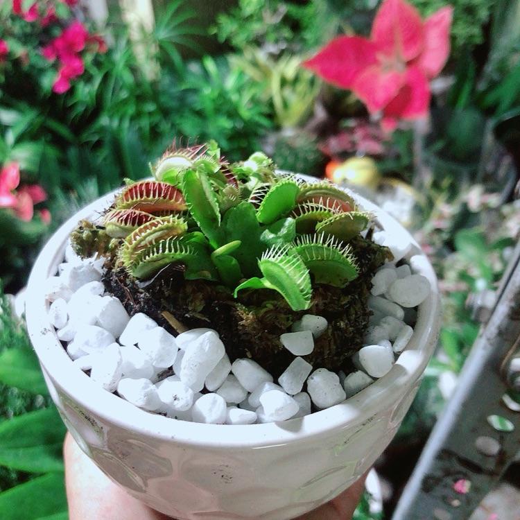 Chậu cây Bắt Mồi