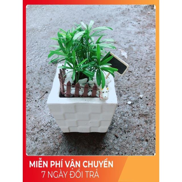 Chậu Tùng Vạn Niên