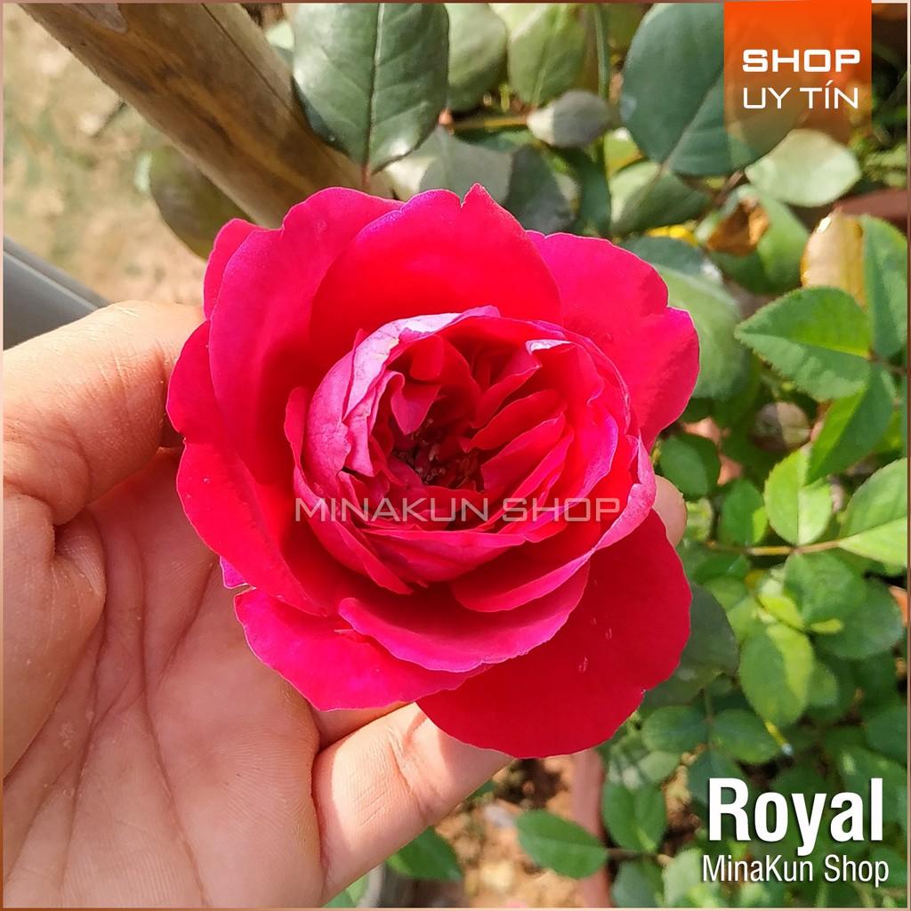 Hoa hồng ngoại Royal siêu thơm