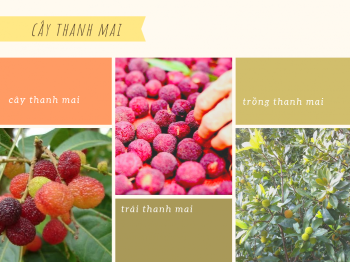 CÂY GIỐNG THANH MAI NHIỆT ĐỚI SIÊU NGỌT, SIÊU QUẢ, SIÊU NĂNG SUẤT,SIÊU KINH TẾ- CAM KÊT GIỐNG CHUẨN F1