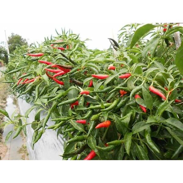 500 HẠT GIỐNG ỚT CHỈ THIÊN SIÊU SAI QUẢ TẶNG 1 GÓI KÍCH MẦM