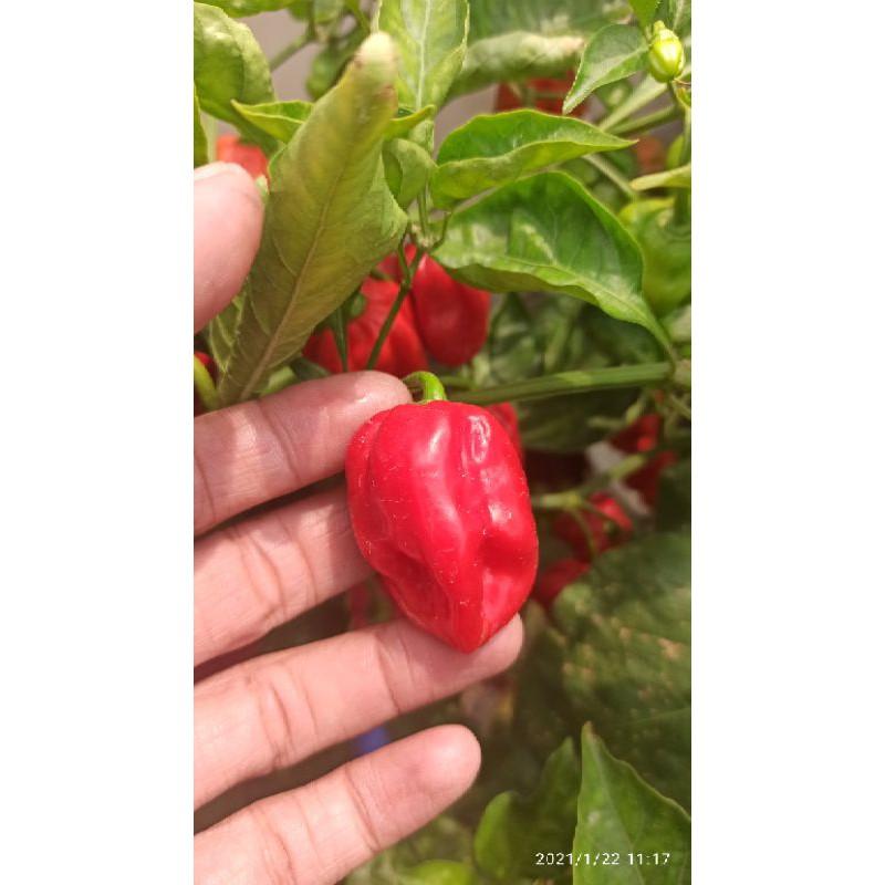 Phân bón hữu cơ