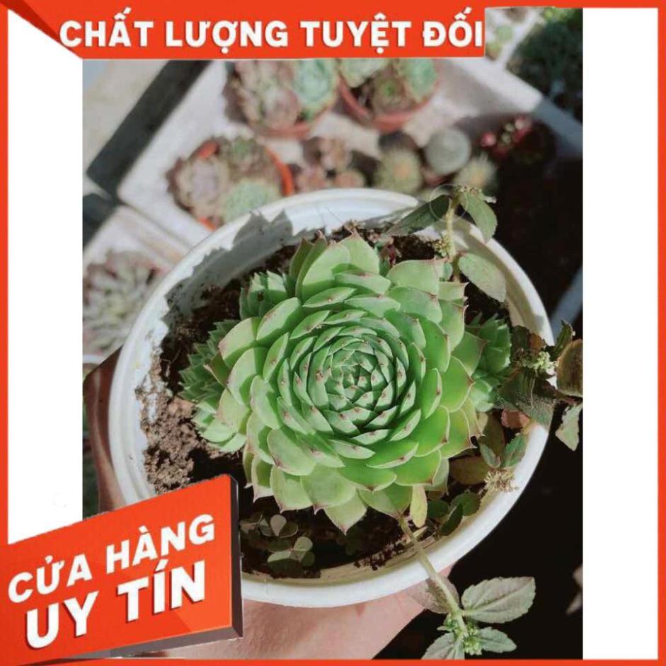 Sen đá đủ mẫu đồng giá 40k Nhiều Người Mua