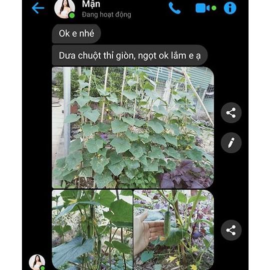 DƯA LEO XANH - DƯA CHUỘT XANH