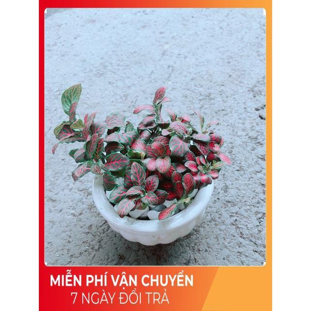 Chậu Cẩm Nhung Đỏ