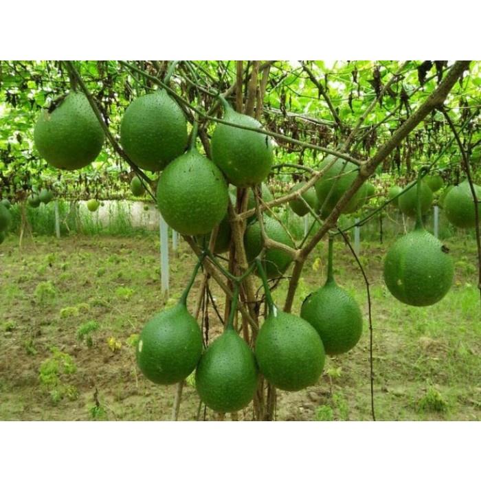 Cây giống Gấc nếp cao sản