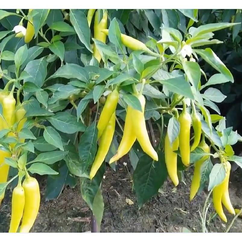Hạt giống ớt sừng vàng F1 Châu phi - 1 gói 0,1gram