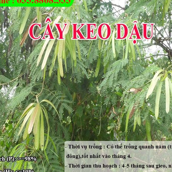 HẠT GIỐNG KEO DẬU  - Thức Ăn Chăn Nuôi - Hạt Giống Cỏ Chăn Nuôi - Cỏ Nuôi Trâu,Bò,Dê...