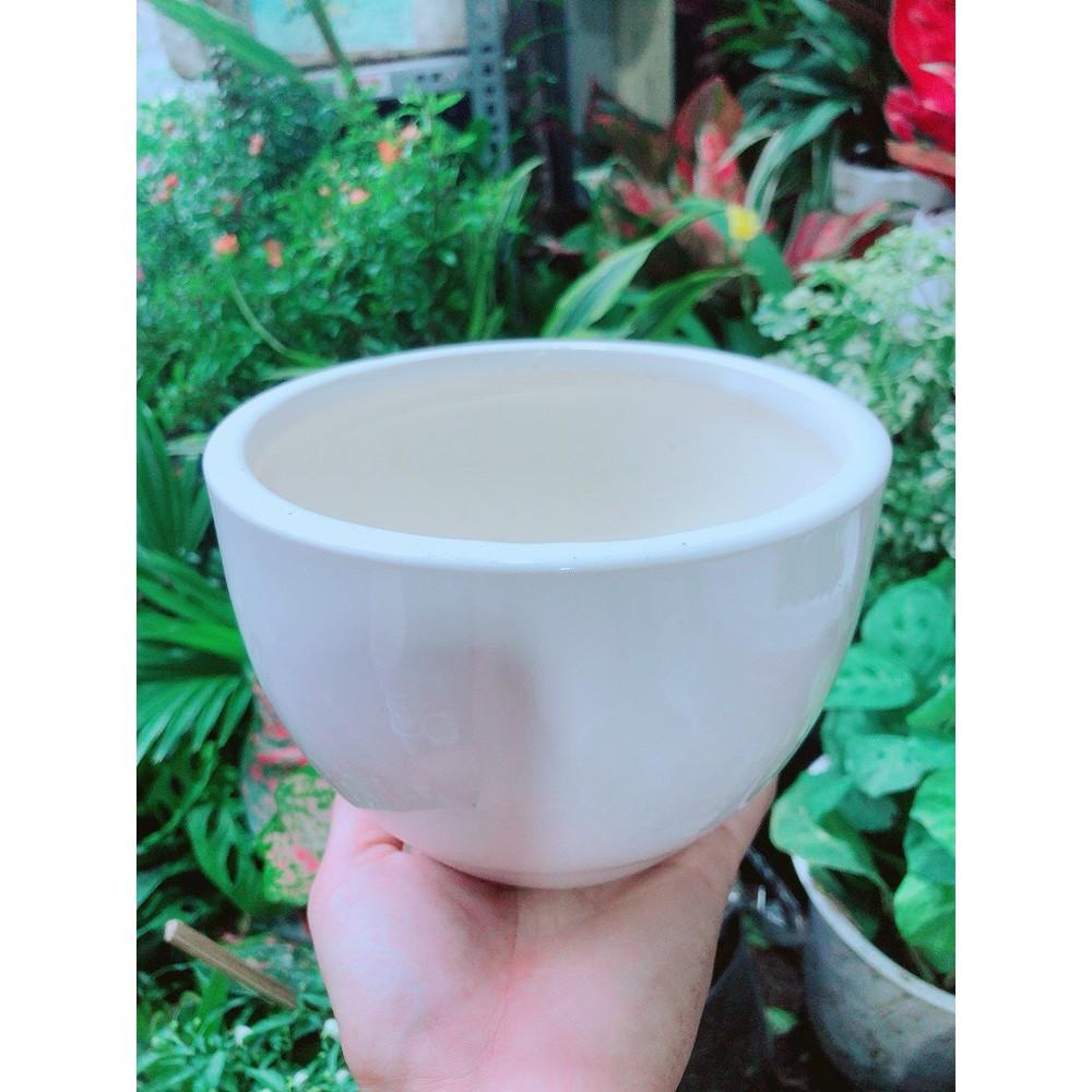 Cây Hồng Môn Kèm Chậu Sứ