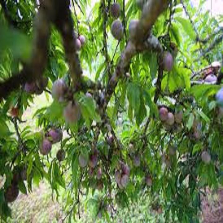 CÂY GIỐNG MẬN TÍM CHÍN SỚM BẮC HÀ