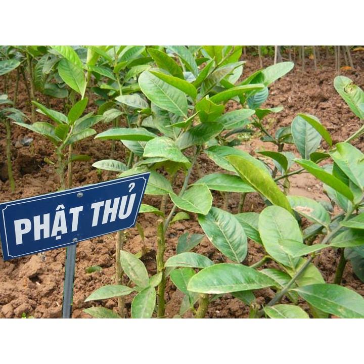 Cây giống phật thủ