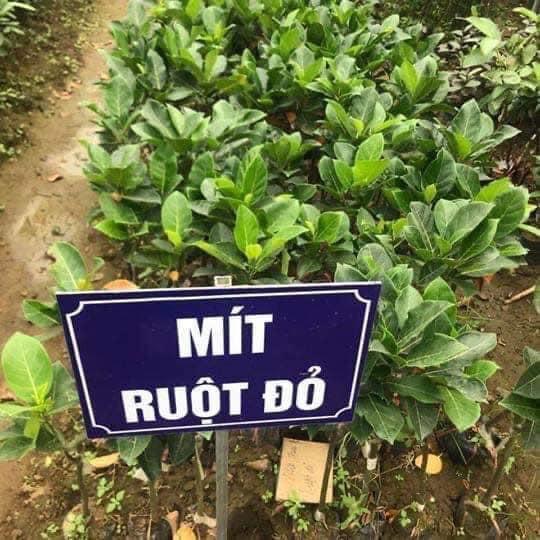 Cây Mít Ruột Đỏ