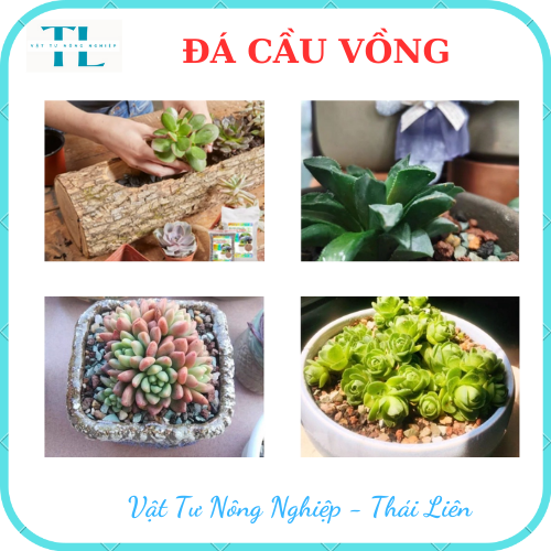 Đá Cầu Vồng- Trồng Sen Đá - Đá Mix Trộn Giá Thể, Rãi Mặt Chậu