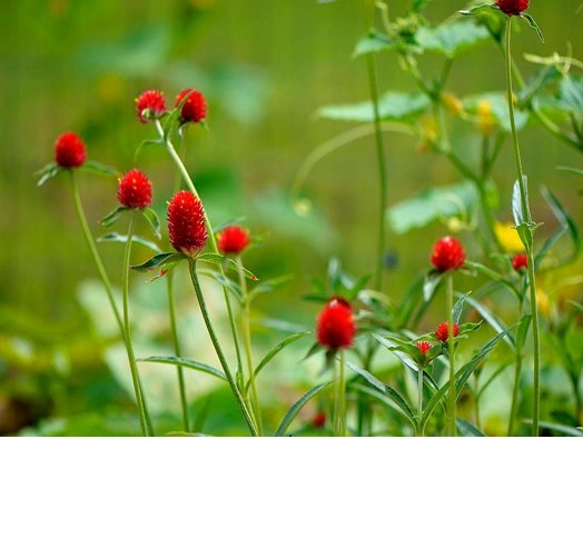 2 Gói Hạt Giống Hoa Cúc Bách Nhật Đỏ