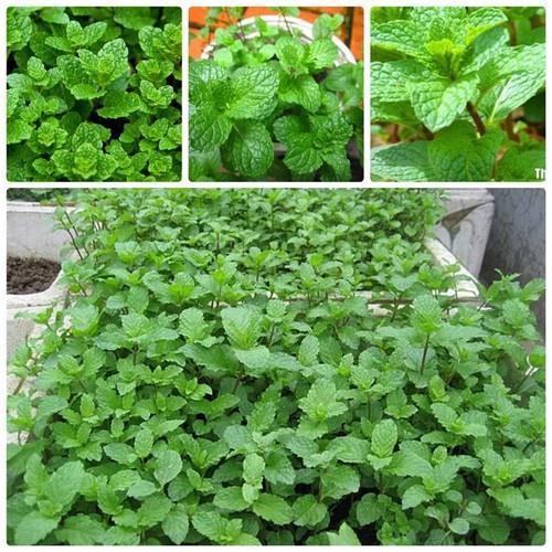 Cây rau húng lủi, húng láng, húng nhũi, rau gia vị- 1 bầu