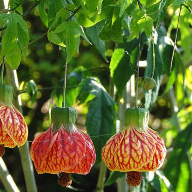 Cây bụp lồng đèn