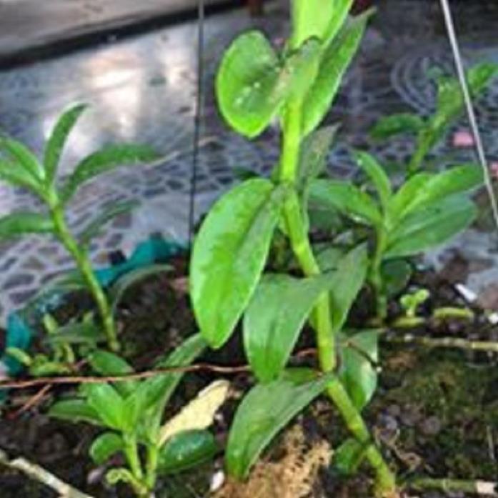 Sản Phẩm Hoa lan phi điệp - 5ct bùi việt