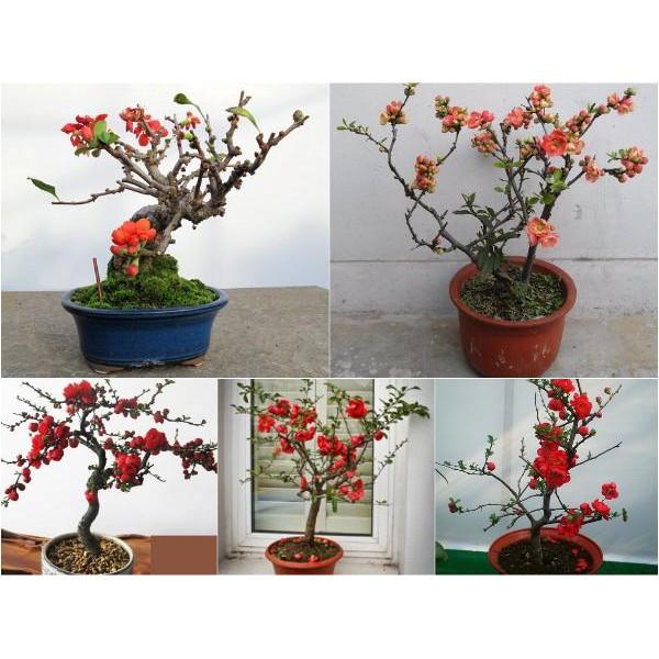 Mai Đỏ bonsai TỨ QUÝ CHẬU HOA QUANH NĂM SIÊU ĐẸP