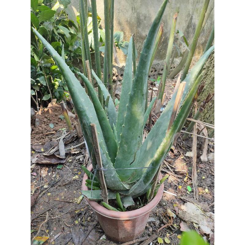 Nha đam Mỹ cây to đẹp
