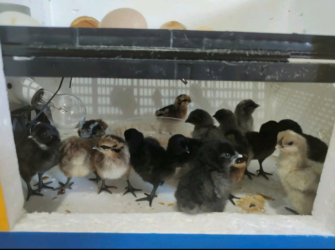 Khay đảo trứng kèm moto, để được tất cả các loại trứng, khay dùng cho các loại máy ấp có sẵn 2 dây nối khay hàng nhập khẩu