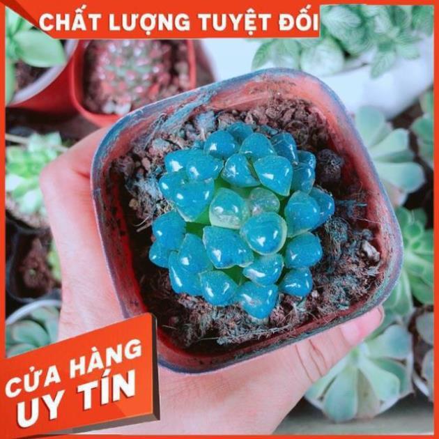 Kim Cương