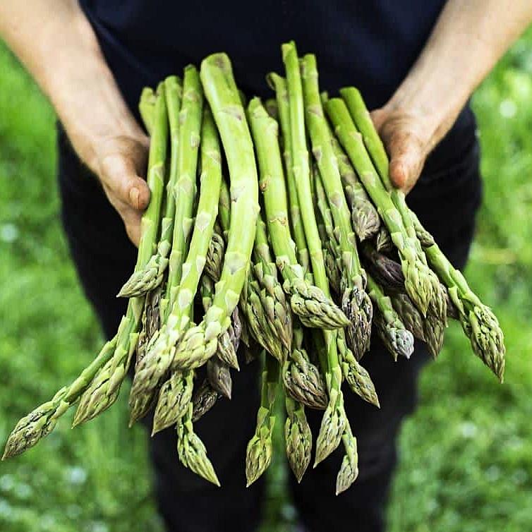 Hạt giống măng tây xanh gói 0,5gr - Dễ trồng