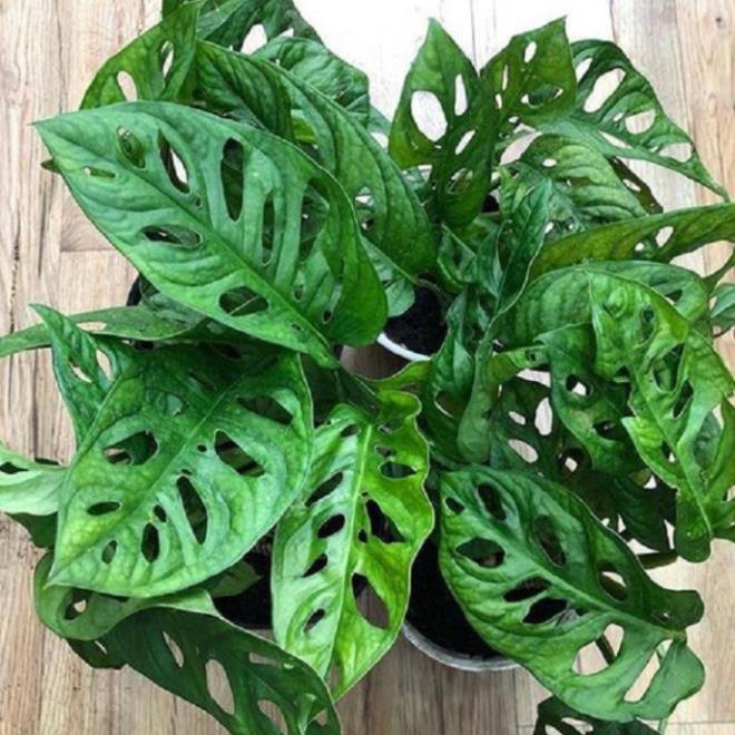 CHẬU CÂY TRẦU BÀ LÁ MƯA ,LOÀI CÂY SANG TRỌNG, QUÝ PHÁI, VƯỢNG TÀI LỘC CHO GIA CHỦ
