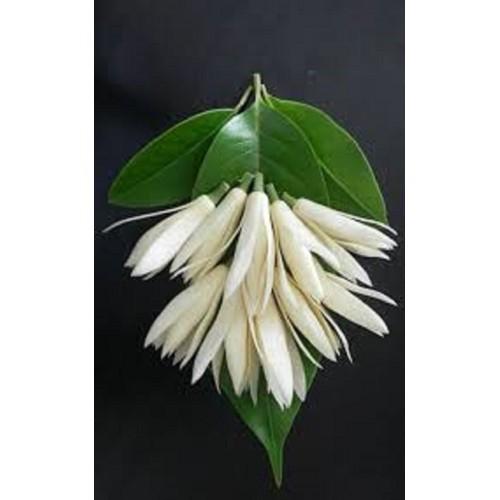 CHẬU CÂY HOA NGỌC LAN TRẮNG