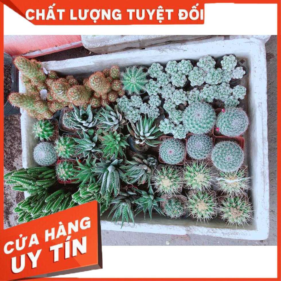 Xương rồng thanh sơn Nhiều Người Mua