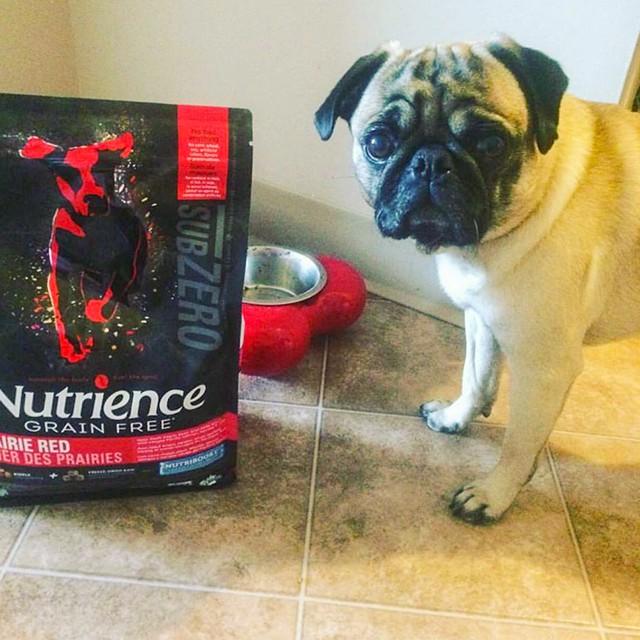 Thức Ăn Hạt Cho Chó Pug, Nutrience Subzero Bao 5kg - Thức Ăn Cho Chó, Gồm Có 6 Loại Thịt Cá, Rau Củ, Trái Cây