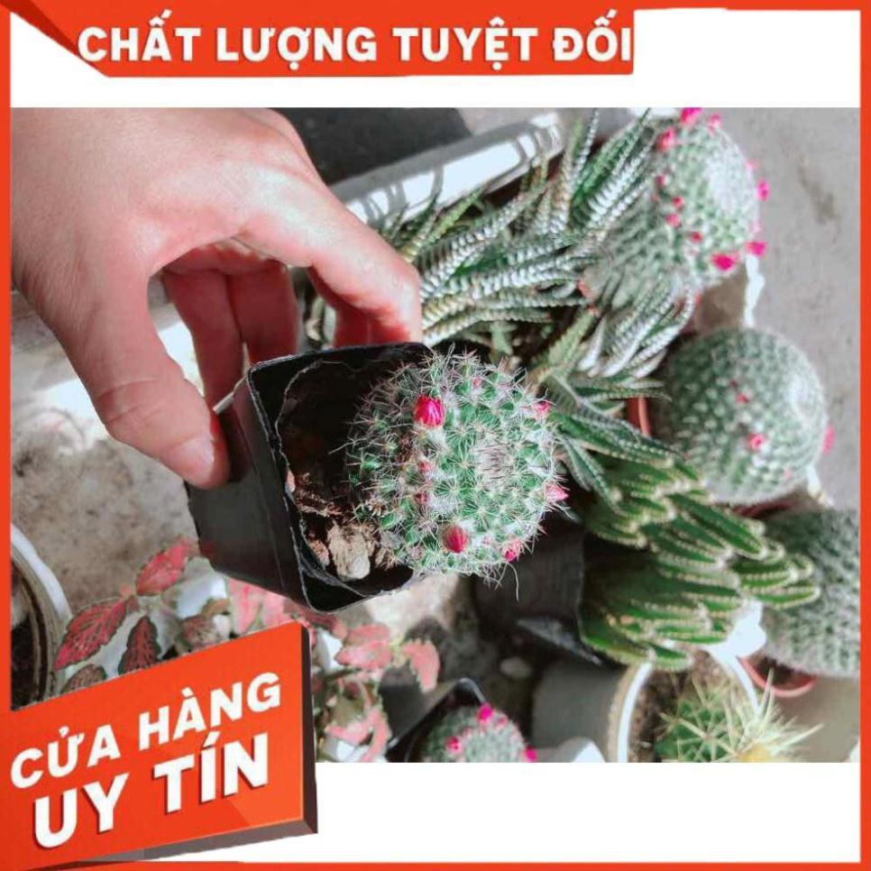 Xương rồng nhỏ có hoa Nhiều Người Mua