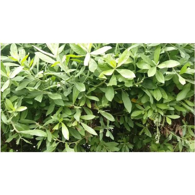 01Kg Cây Đại Bi Khô 981SP