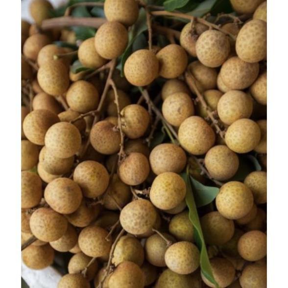 Cây Giống Nhãn Indo Hạt Lép, Cơm Dày, Vỏ Mỏng và Trái To