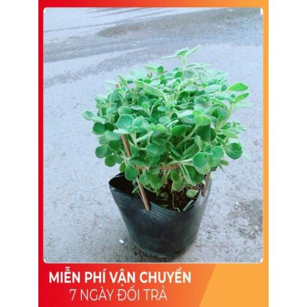 Nhất Mạc Hương kèm chậu sứ