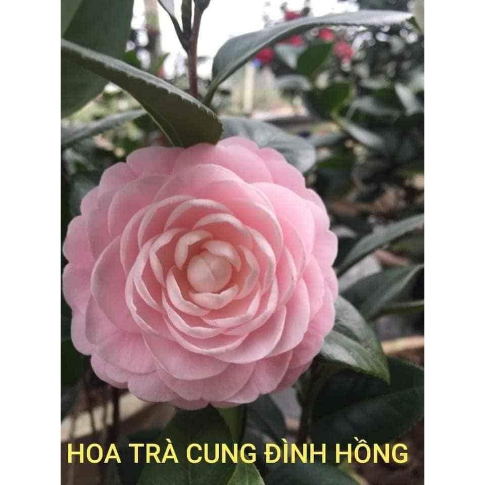 Cây trà my trưởng thành cao 70cm (ảnh thật số 2)-hết hoa