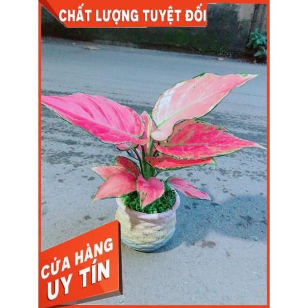 Chậu Vạn Lộc Hồng