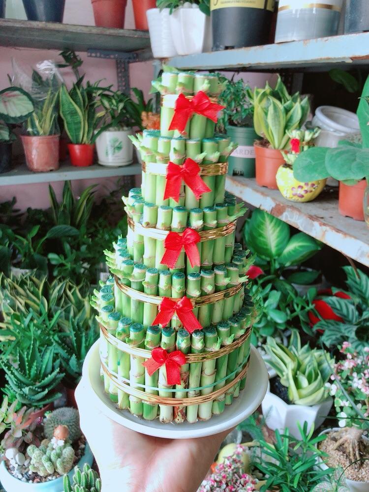 Trúc Phát Tài 5 Tầng