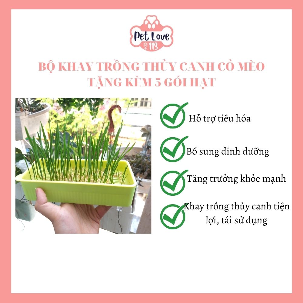 Bộ khay trồng cỏ mèo thủy canh tiện lợi - Hỗ trợ tiêu hóa, tặng kèm 5 gói hạt cho bé/ Giao màu ngẫu nhiên