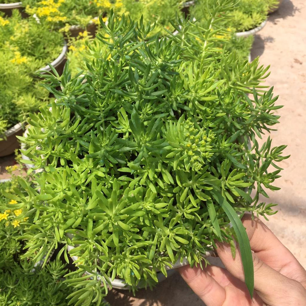 Cây Sao Băng Lá Xanh Ngọn Dầy Xum Xuê Thích Hợp Trang Trí Ban Công