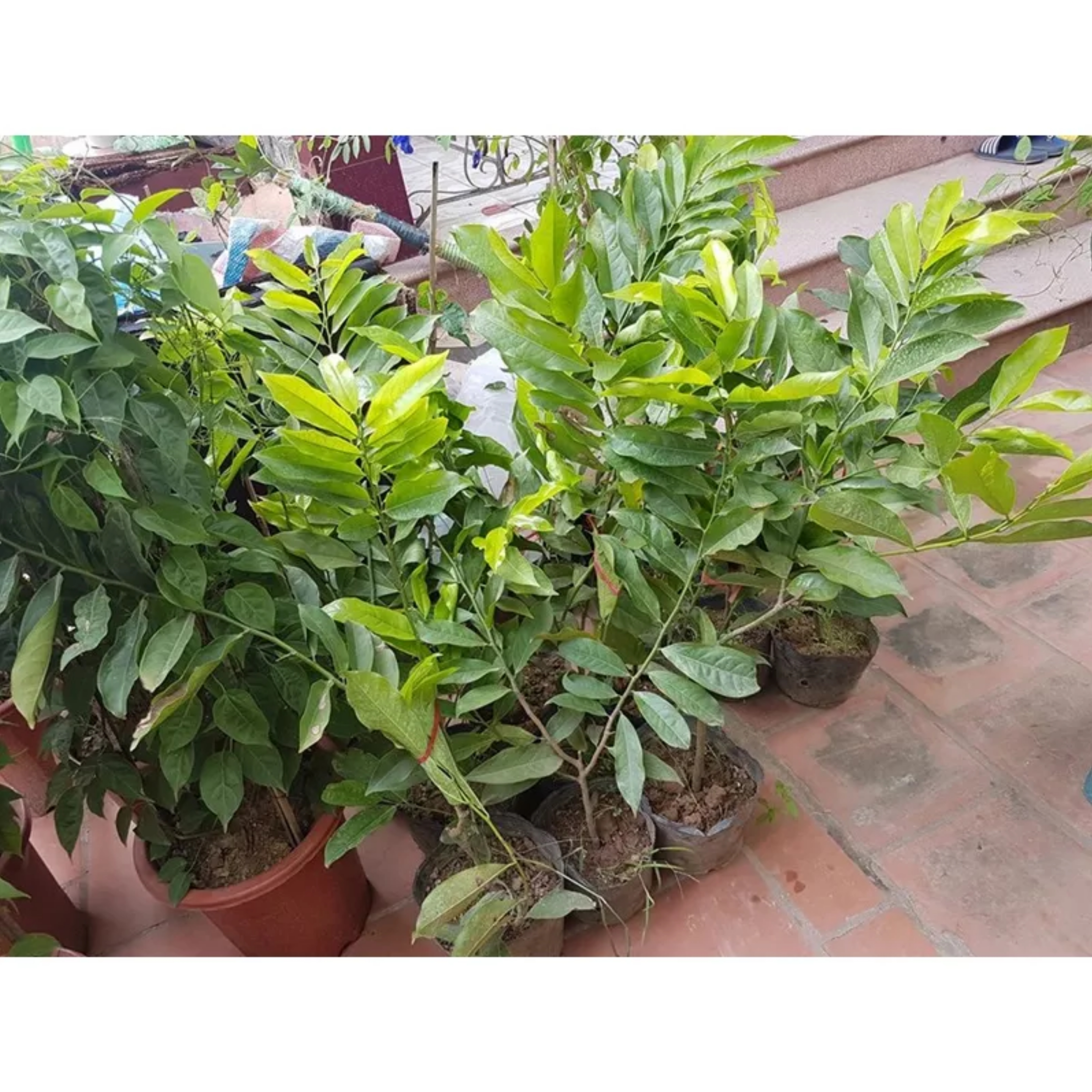 Cây hoa dẻ thơm hay cây hoa móng rồng