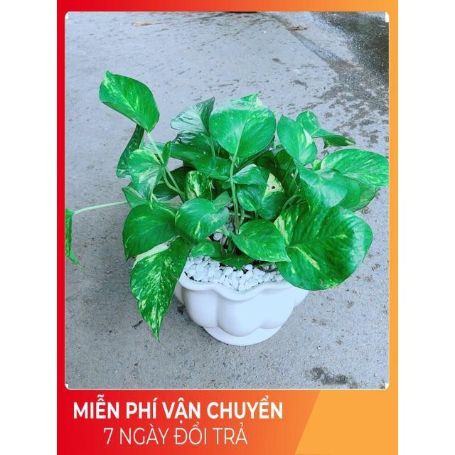Chậu Trầu Bà Xanh