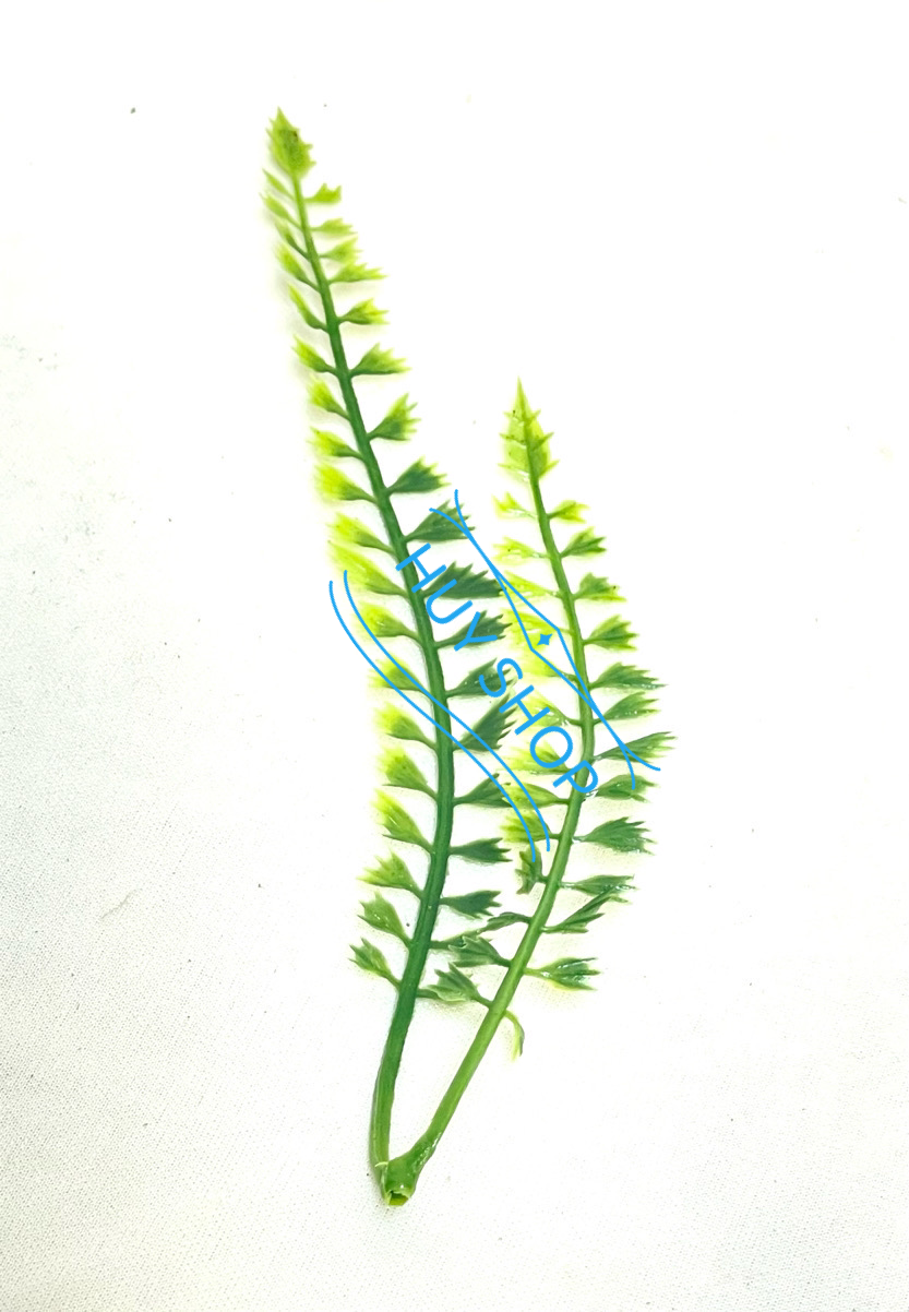 CỎ ĐIỂM  100Gram Hoa Cỏ nhân tạo decor background trang trí nhà cửa