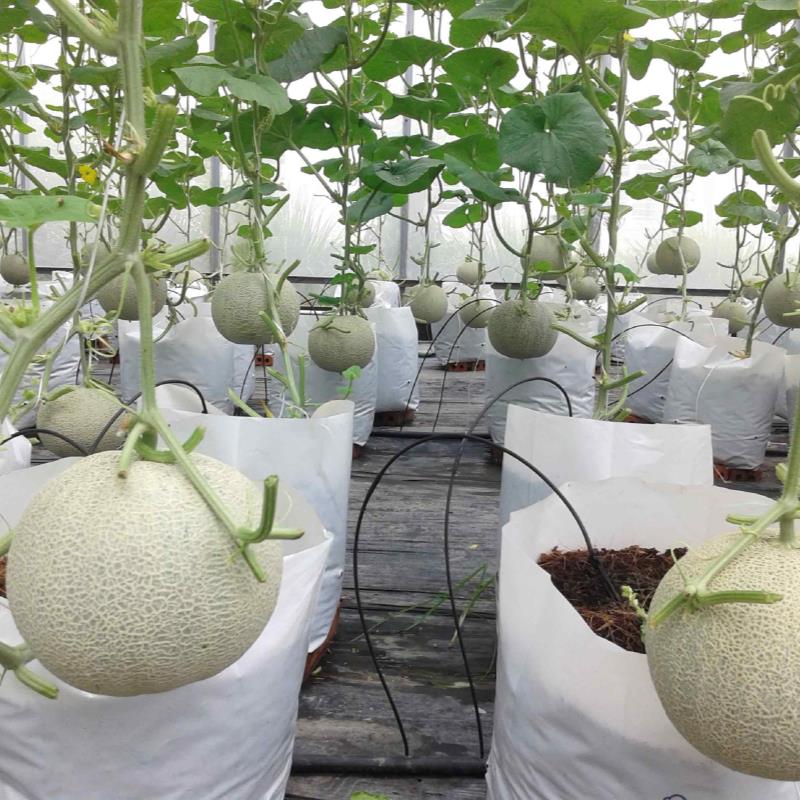 Bộ 20 Túi trồng PE trồng cà chua, ớt, dưa lưới