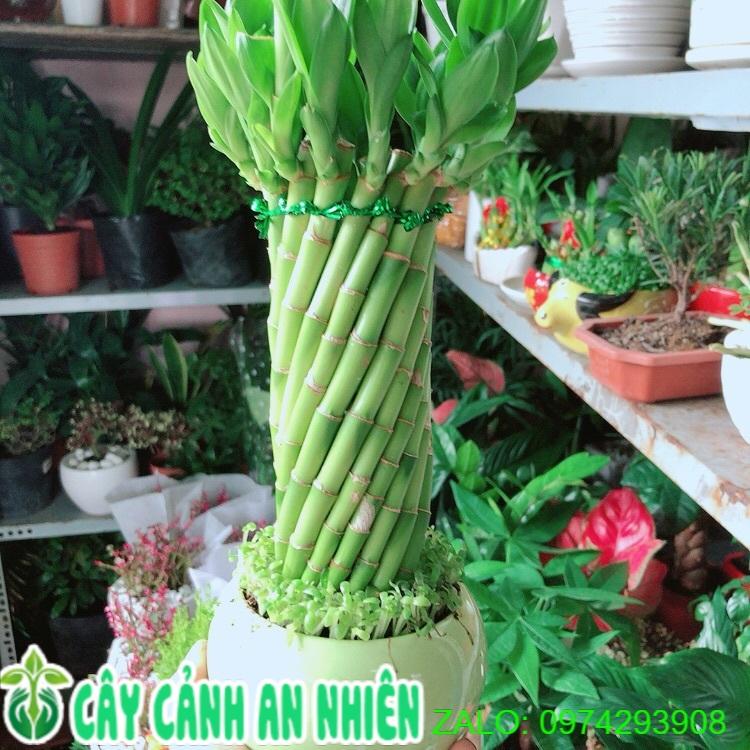 Chậu Trúc Phát Tài