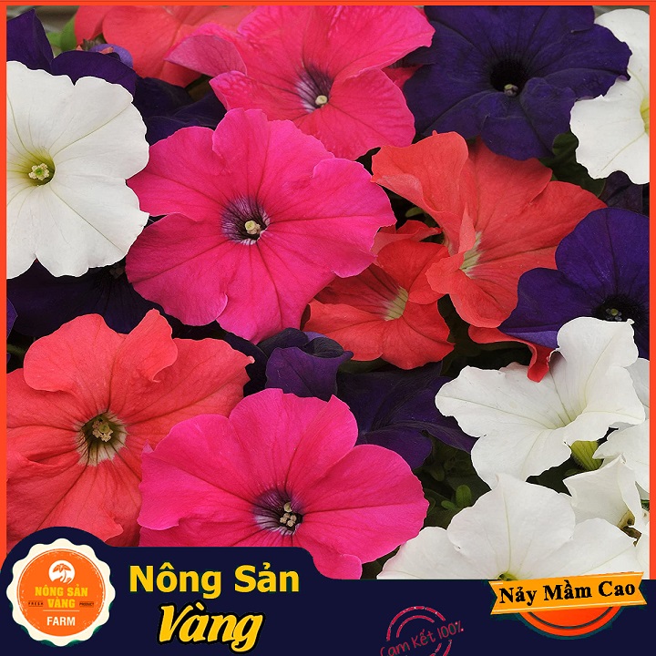 Hạt giống Hoa Dạ Yên Thảo Mix Màu - Nông Sản Vàng