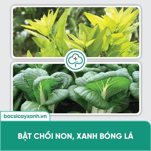 Phân bón vi lượng kích hoa nở đồng đều hàng loạt, đậu trái cao BS15 Nuti 500ml NSX Bacsicayxanh